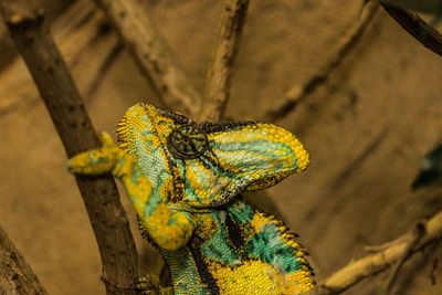 High angle view of lizard