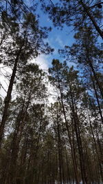 Low angle view of trees in forest against sky