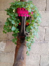 Close-up of potted plant against wall