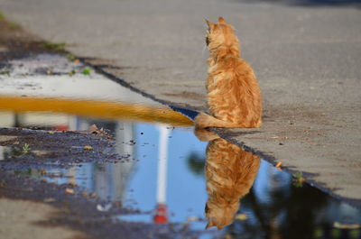 Cat drinking water from puddle