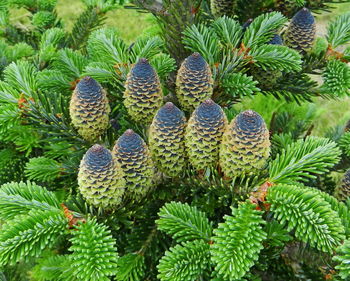 Close-up of fruits growing on plant