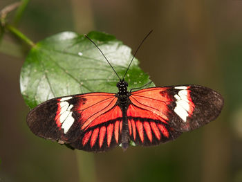 Close-up of butterfly pollinating on flower