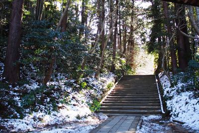 Boardwalk in forest