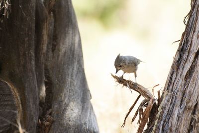 Close-up of bird perching on tree trunk