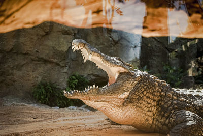 Close-up of crocodile