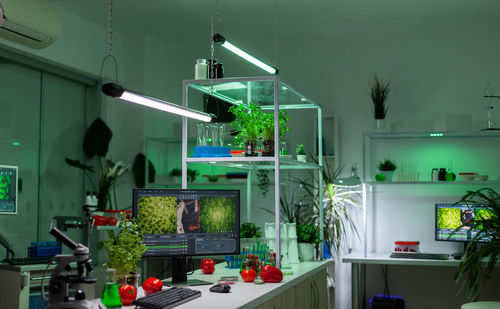 High angle view of potted plants on table at home