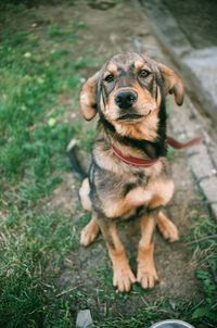 Portrait of dog sitting on grass