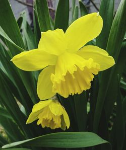 Close-up of yellow flower