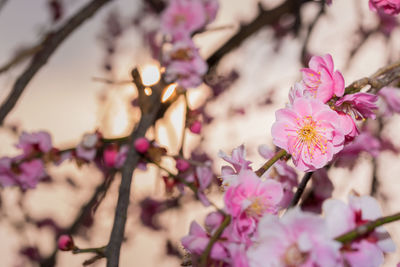 Close-up of pink cherry blossom