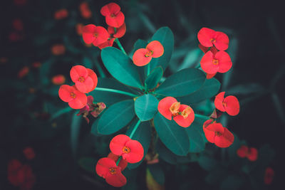 Close-up of red flowering plants