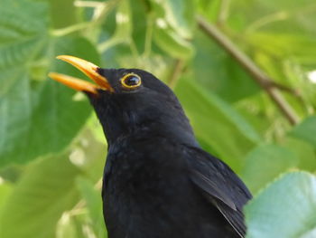 Close-up of bird perching on leaf