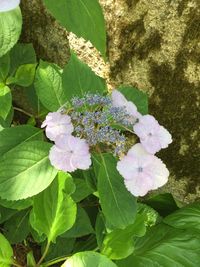 Close-up of purple flowers