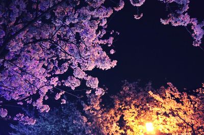 Low angle view of flower tree