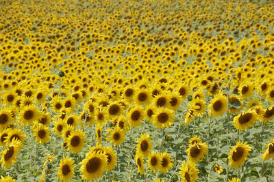 Full frame shot of sunflower