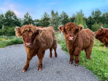 Portrait of cow standing on field