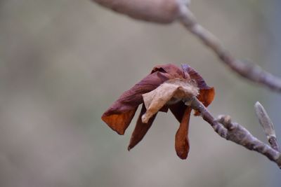 Close-up of flower against blurred background