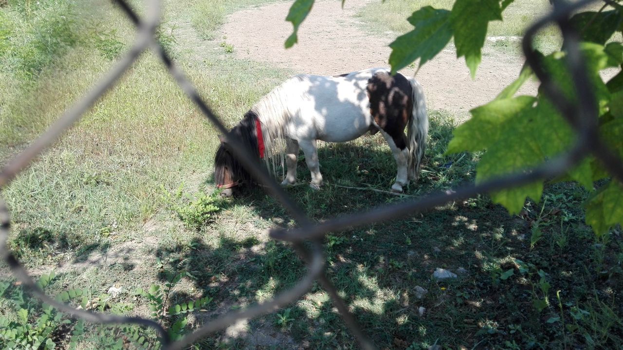 Poney grazing