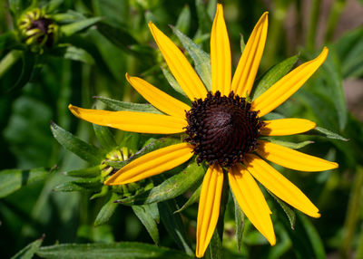 Close-up of yellow flower