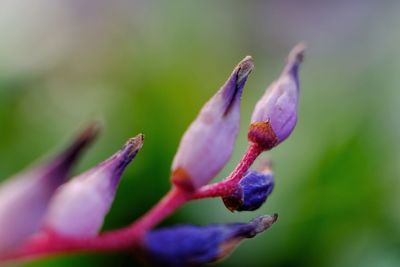 Close-up of purple flower blooming outdoors