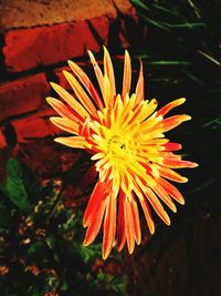 Close-up of flower blooming outdoors