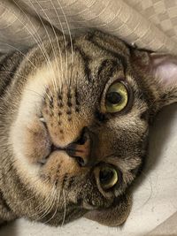 Close-up portrait of a cat