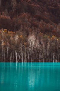 Scenic view of lake by trees in forest