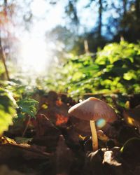 Close-up of mushroom growing on field