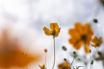 Low angle view of cosmos flower plant against sky