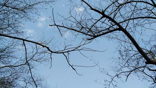 Low angle view of bare tree against clear sky