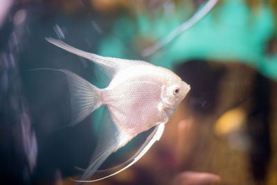Close-up of fish swimming in sea