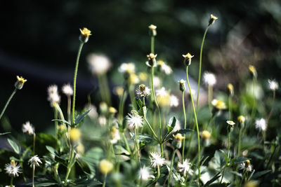 Close-up of white flowering plants on field