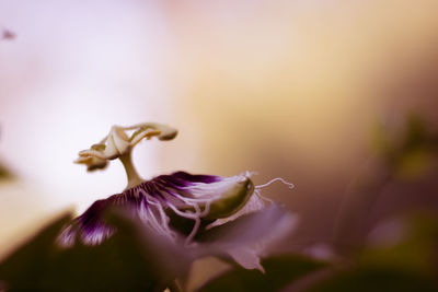 Close-up of purple flowering plant