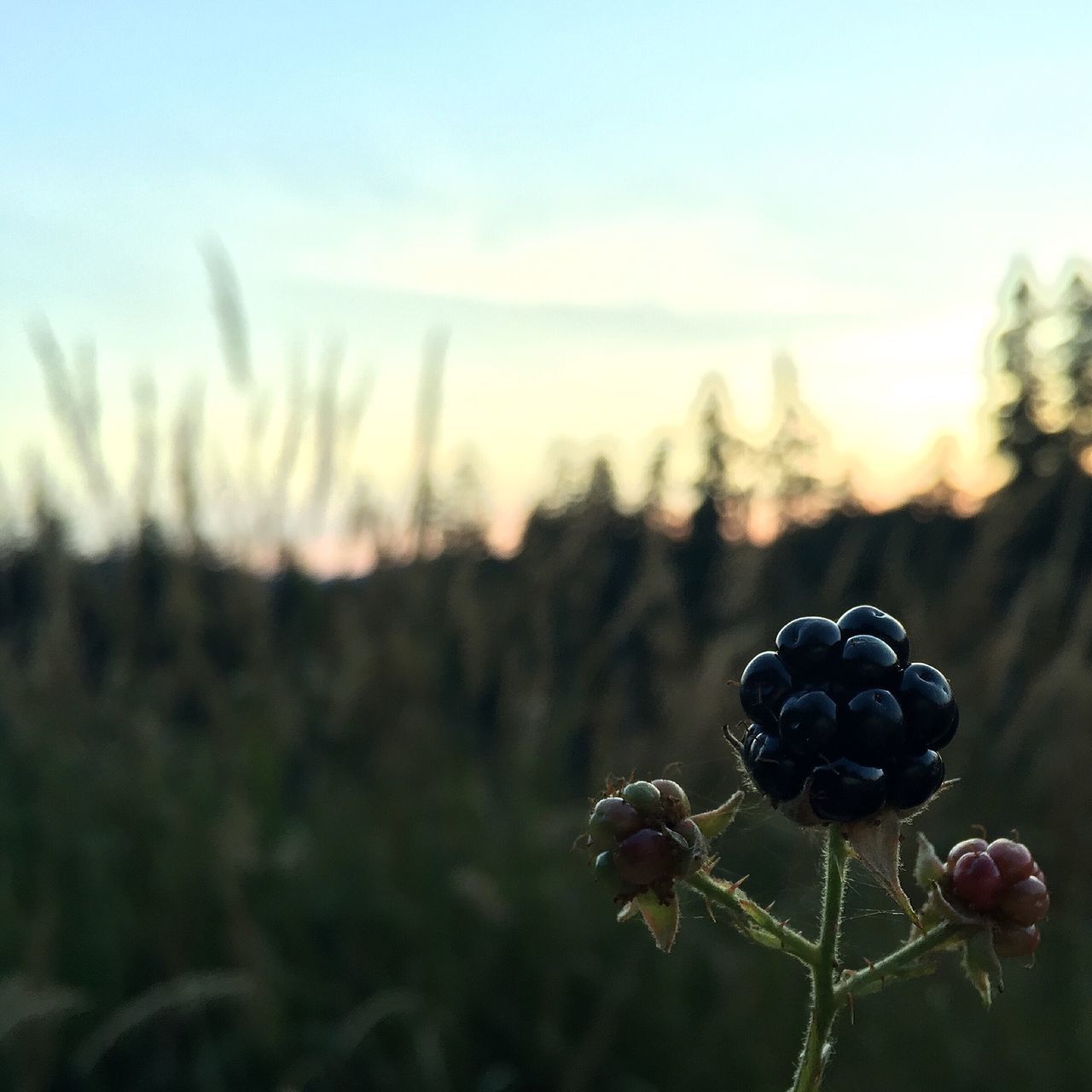 focus on foreground, close-up, plant, nature, growth, beauty in nature, tranquility, selective focus, freshness, stem, fragility, sky, water, outdoors, no people, growing, flower, day, bud, field