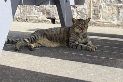 Portrait of a cat resting