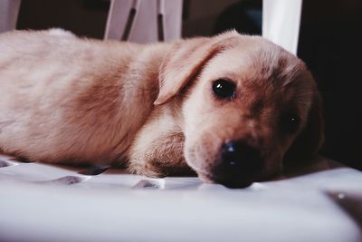 Close-up portrait of dog