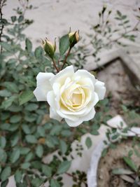 Close-up of white rose