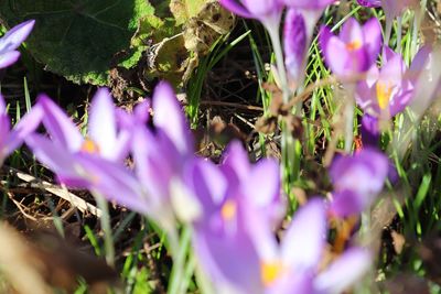 Close-up of purple crocus flowers on field