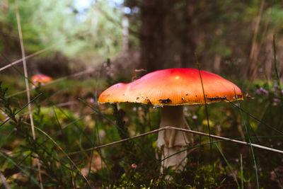 Close-up of fly agaric mushroom in forest