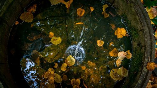 nature