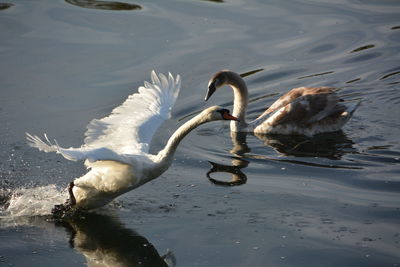 Swans in lake