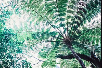 Low angle view of palm tree