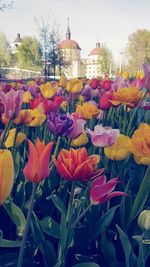 Close-up of flowering plants in front of building