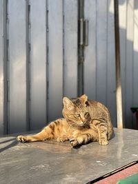 Portrait of a cat sitting