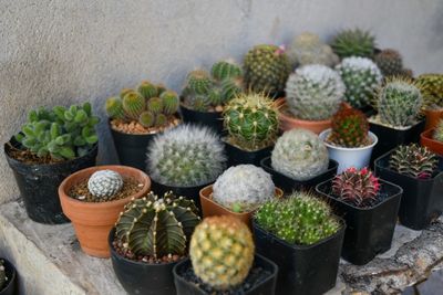 High angle view of succulent plants