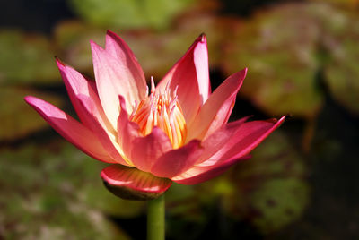 Close-up of flower blooming outdoors