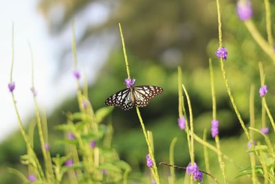 Close-up of butterfly pollinating on flower