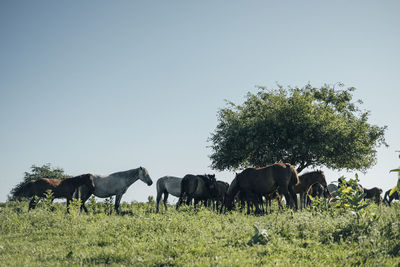 View of horses on field against clear sky