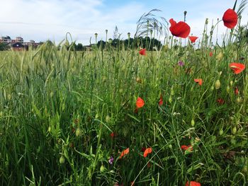 Red poppies blooming in field