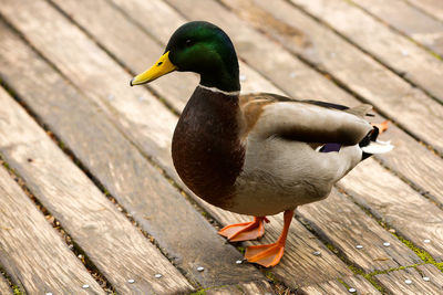 Close-up of bird