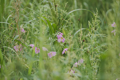 Close-up of flowering plants on land